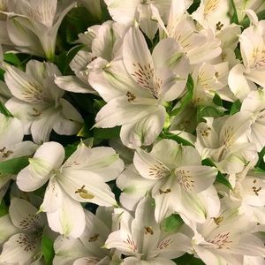 Meet your Posher, Gem